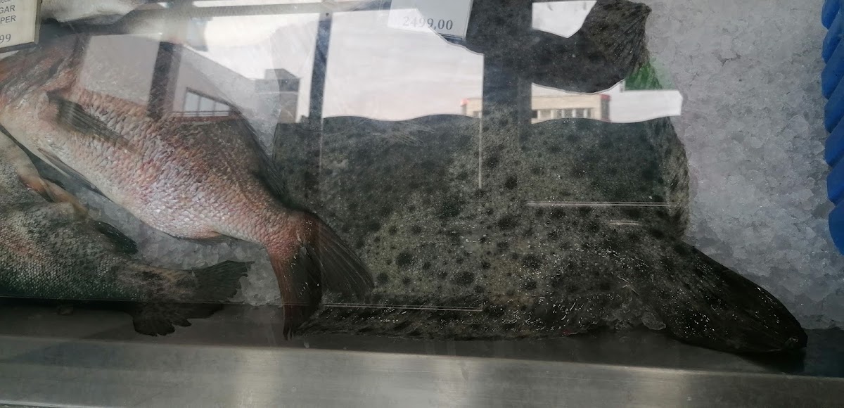 Ribarnica - sveža riba Bio fish Novi Sad - Restorani u Novom Sadu