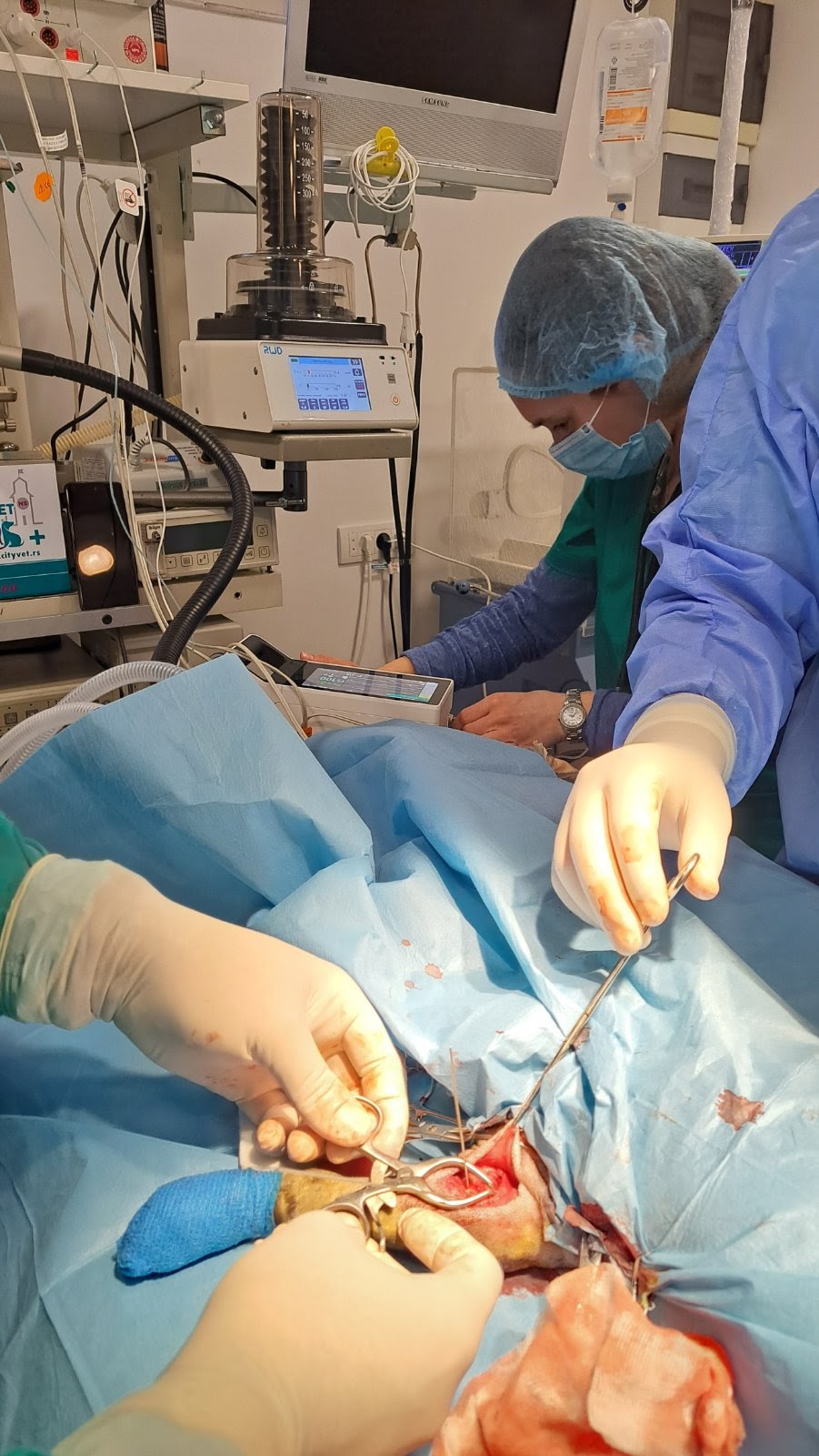 City vet NS - Veterinarska ordinacija - Zdravlje u Novom Sadu
