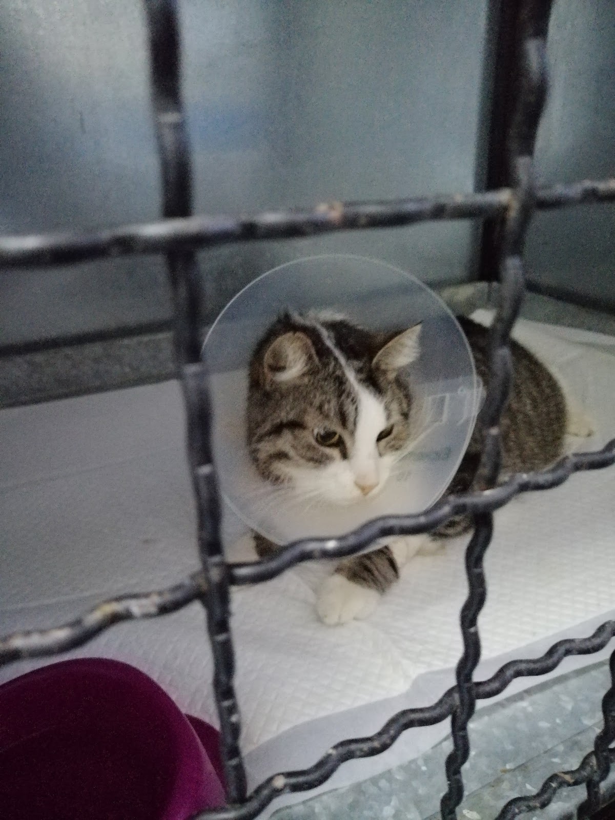 Veterinarska ambulanta Diamond pet - Zdravlje u Novom Sadu