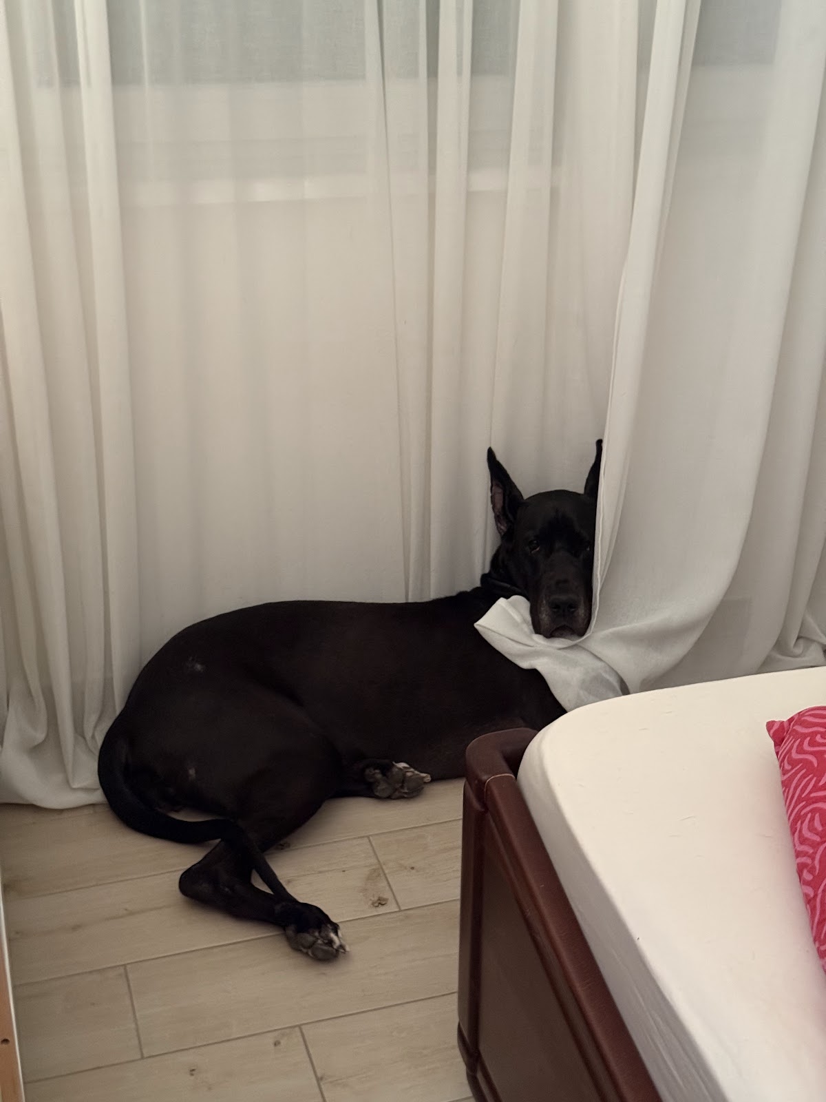 Dežurni Veterinar Novi Sad 00-24 - Zdravlje u Novom Sadu