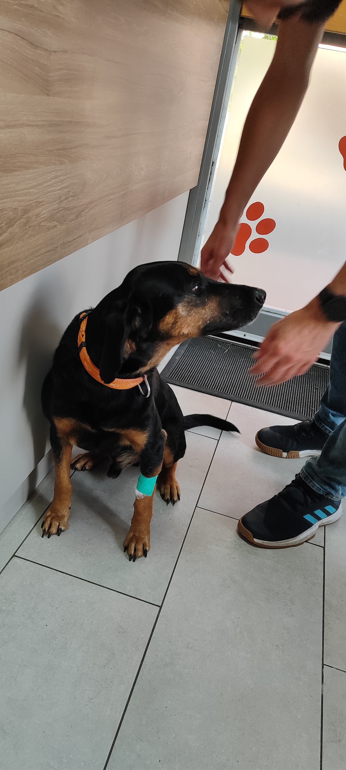 VetCorner - veterinarska ambulanta - Zdravlje u Novom Sadu