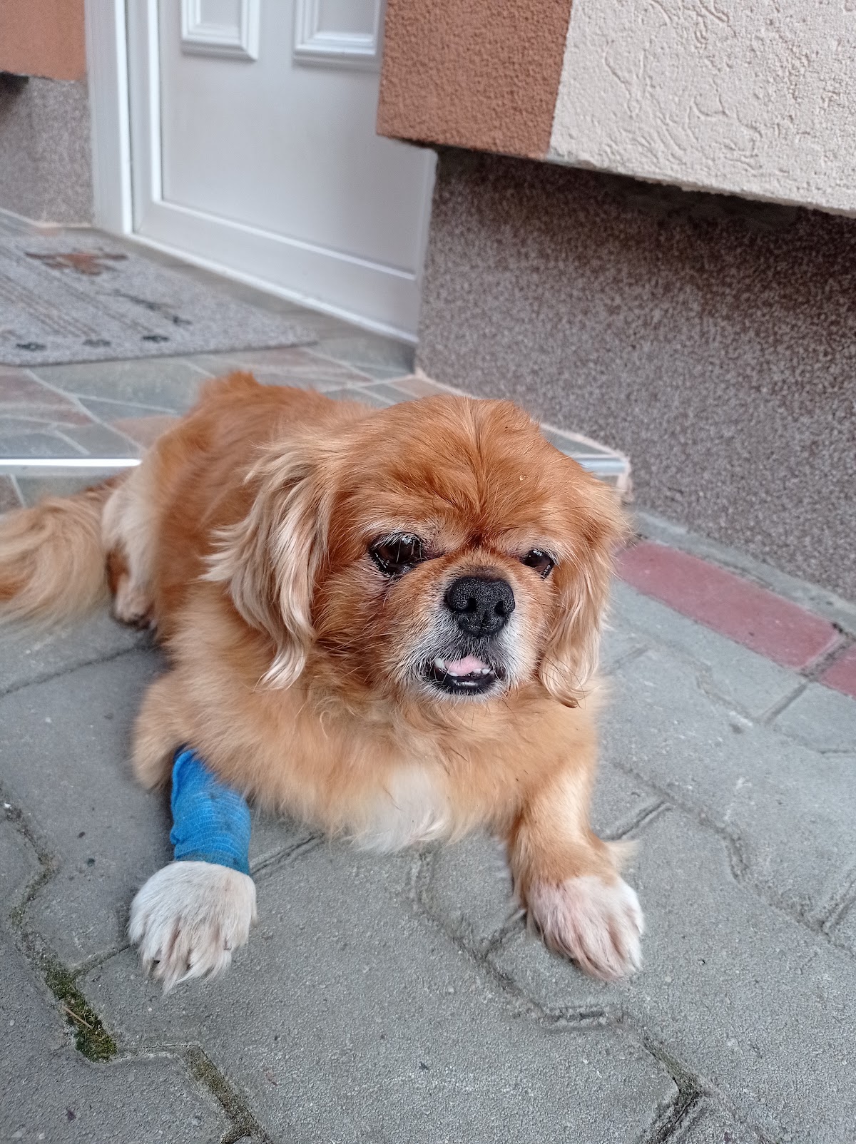 VetCorner - veterinarska ambulanta - Zdravlje u Novom Sadu