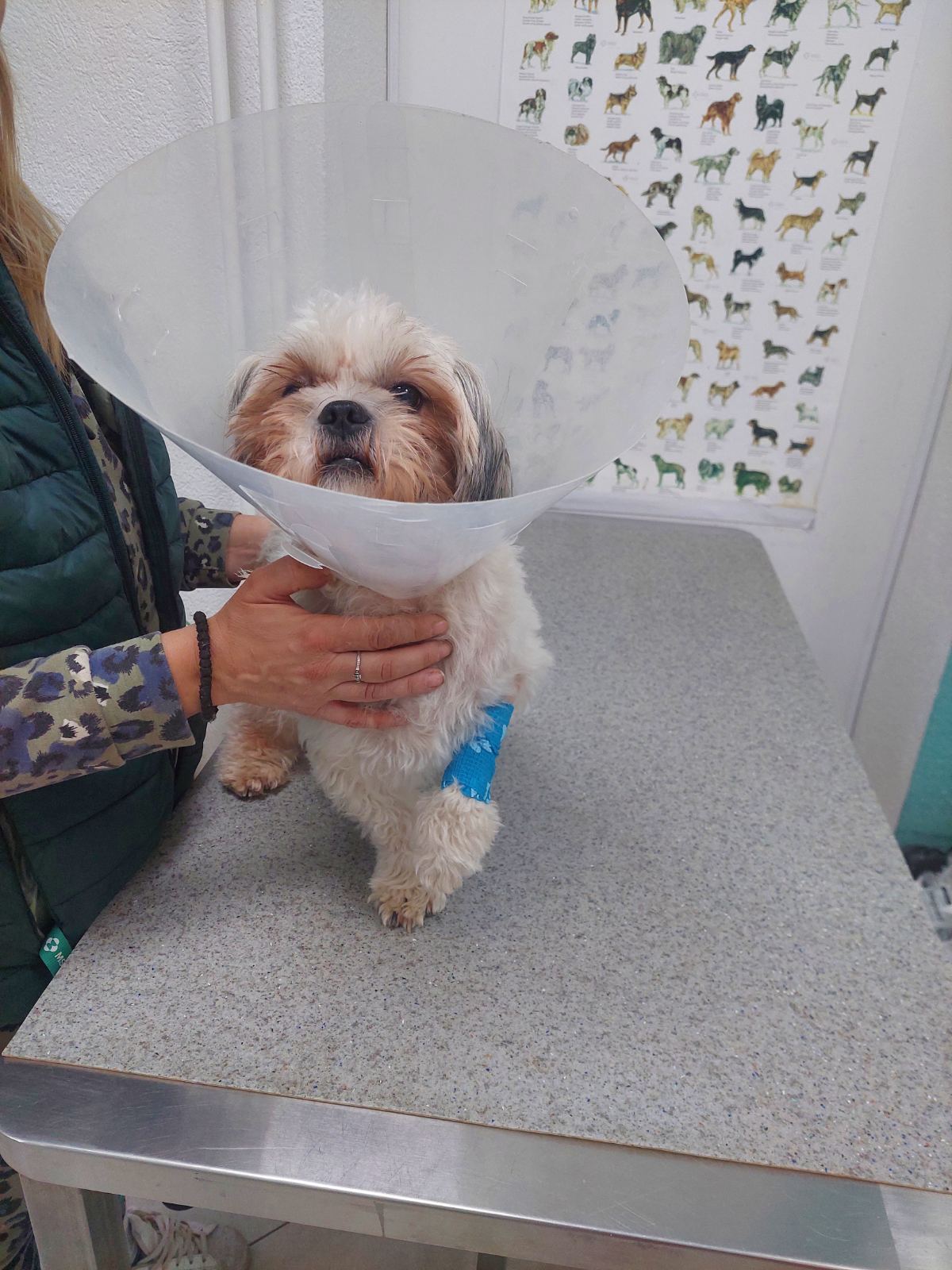 VetCorner - veterinarska ambulanta - Zdravlje u Novom Sadu