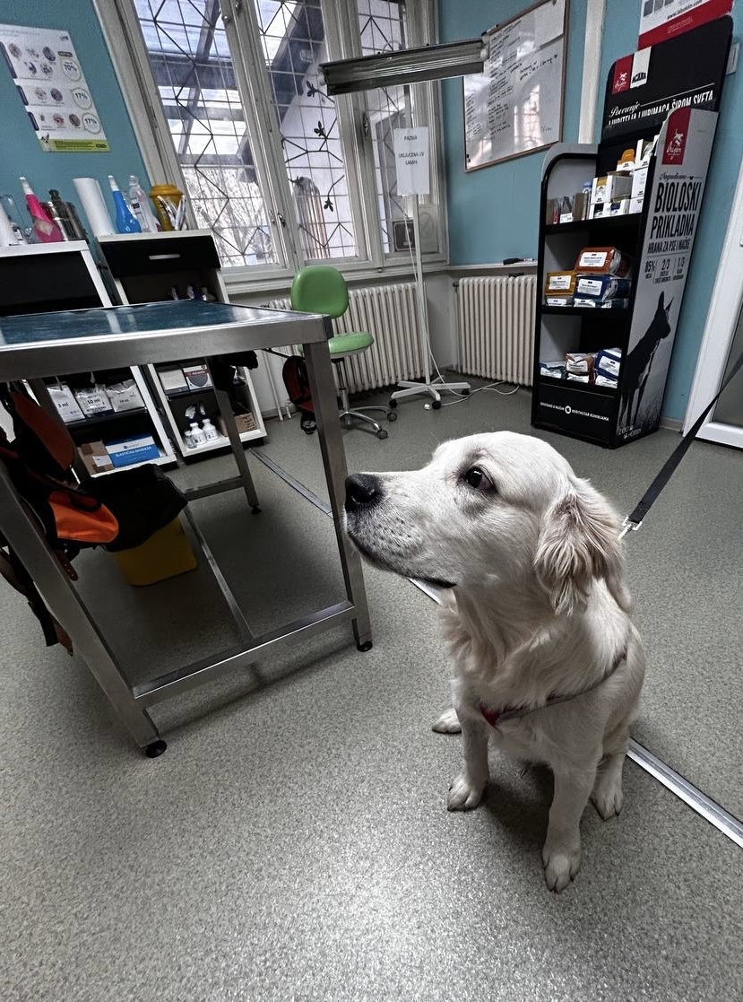 Veterinar Novi Sad - Veterinarska ambulanta Novi Sad - FamilyVet 0-24 - Zdravlje u Novom Sadu