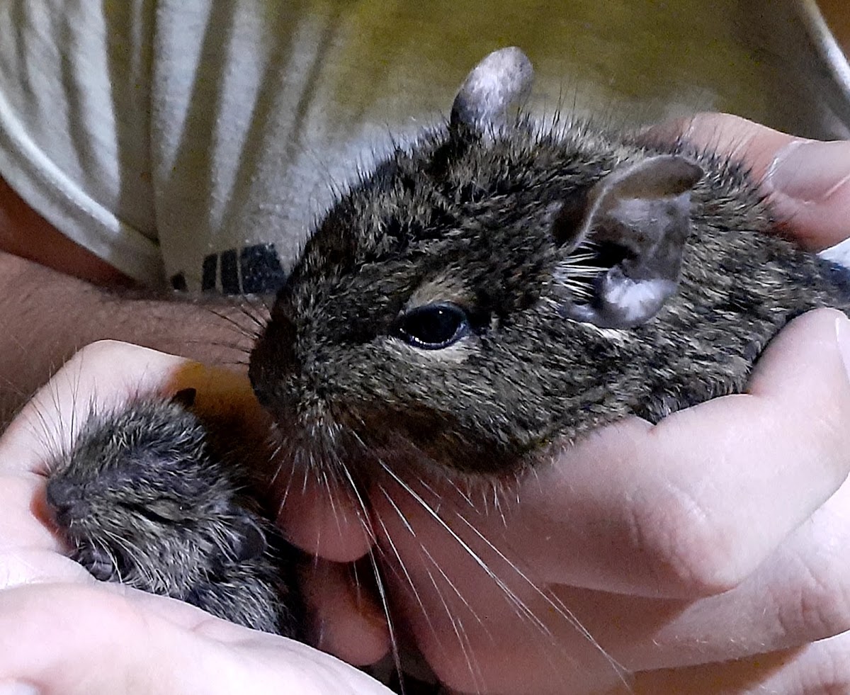 Pet-Vet Misty - Zdravlje u Novom Sadu