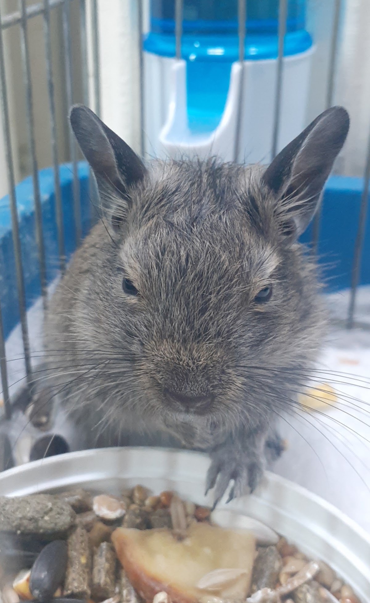 Pet-Vet Misty - Zdravlje u Novom Sadu