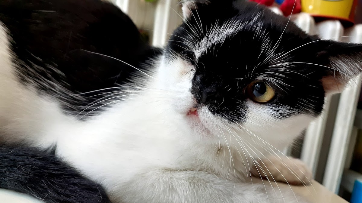 Pet-Vet Misty - Zdravlje u Novom Sadu