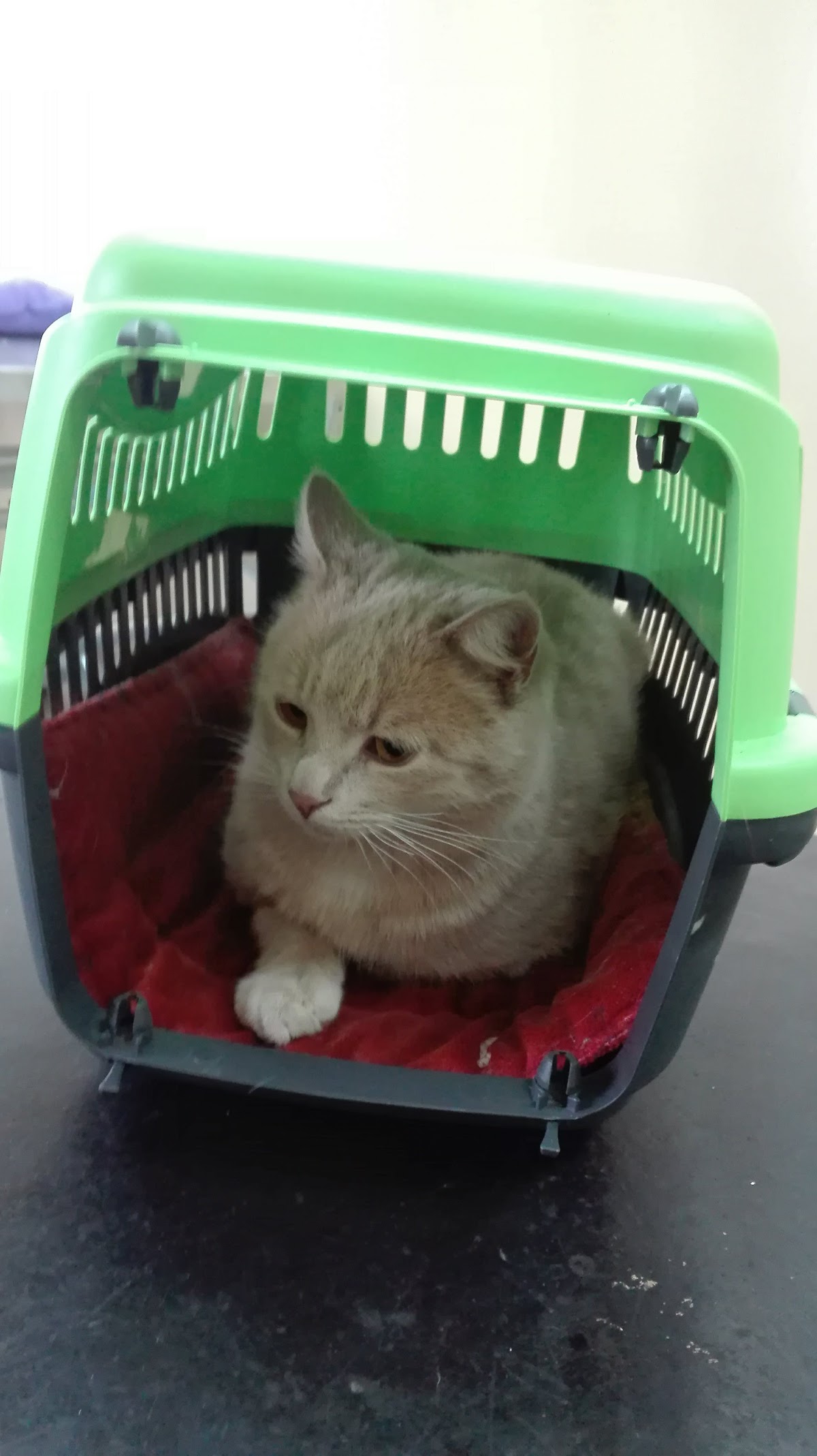 JKP Zoohigijena i Veterina Novi Sad - Zdravlje u Novom Sadu