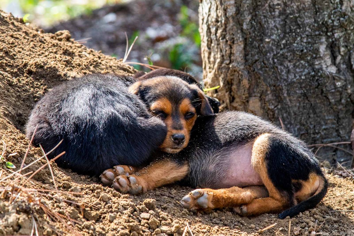 JKP Zoohigijena i Veterina Novi Sad - Zdravlje u Novom Sadu