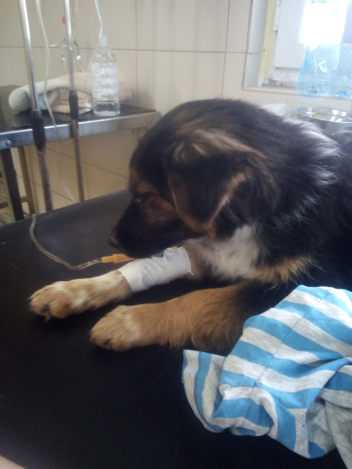 JKP Zoohigijena i Veterina Novi Sad - Zdravlje u Novom Sadu