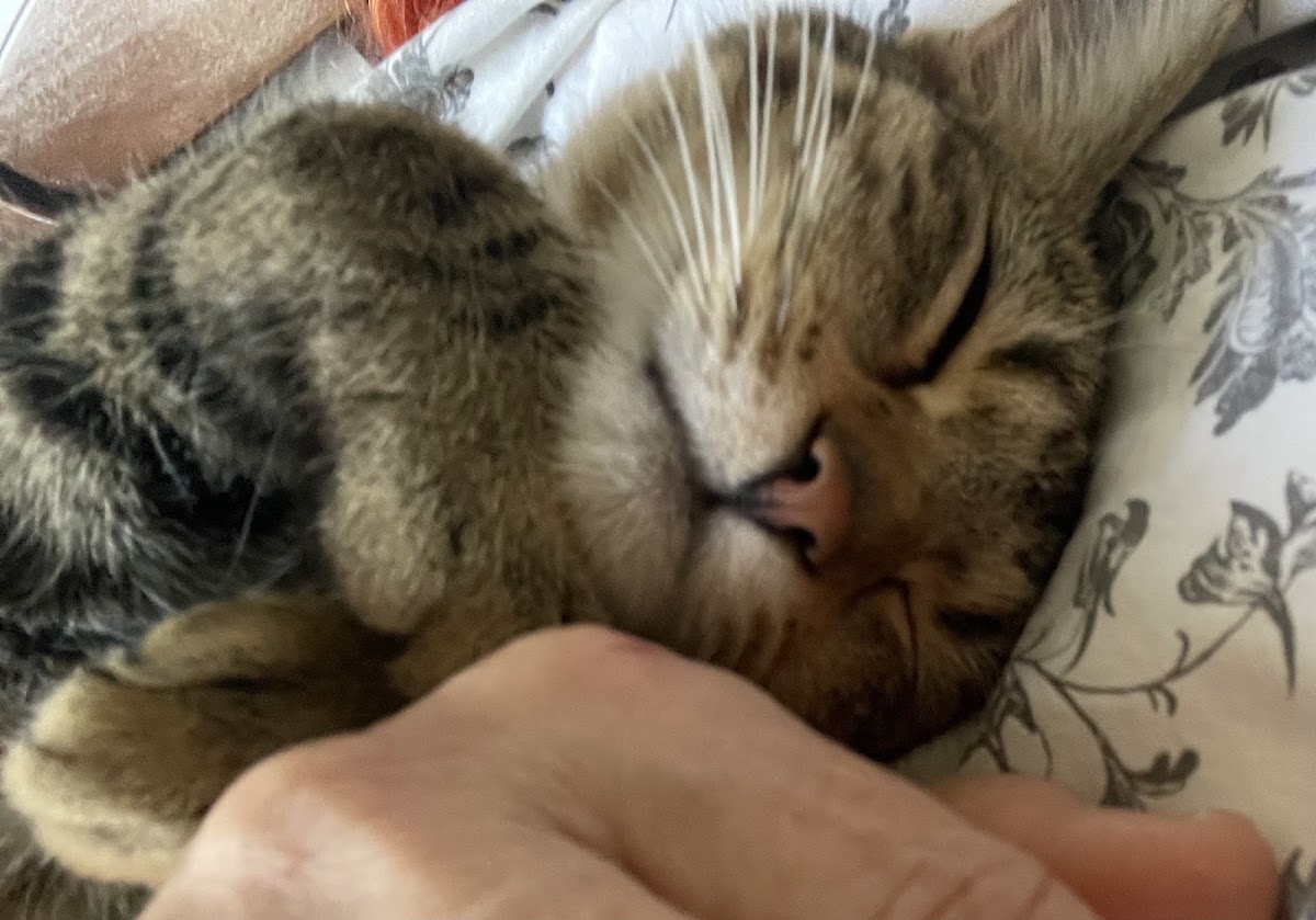 Ezop - Veterinarska ambulanta Novi Sad - Zdravlje u Novom Sadu