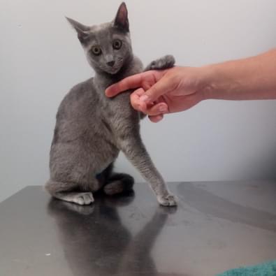 Veterinarska ambulanta "SiriusVET" - Zdravlje u Novom Sadu
