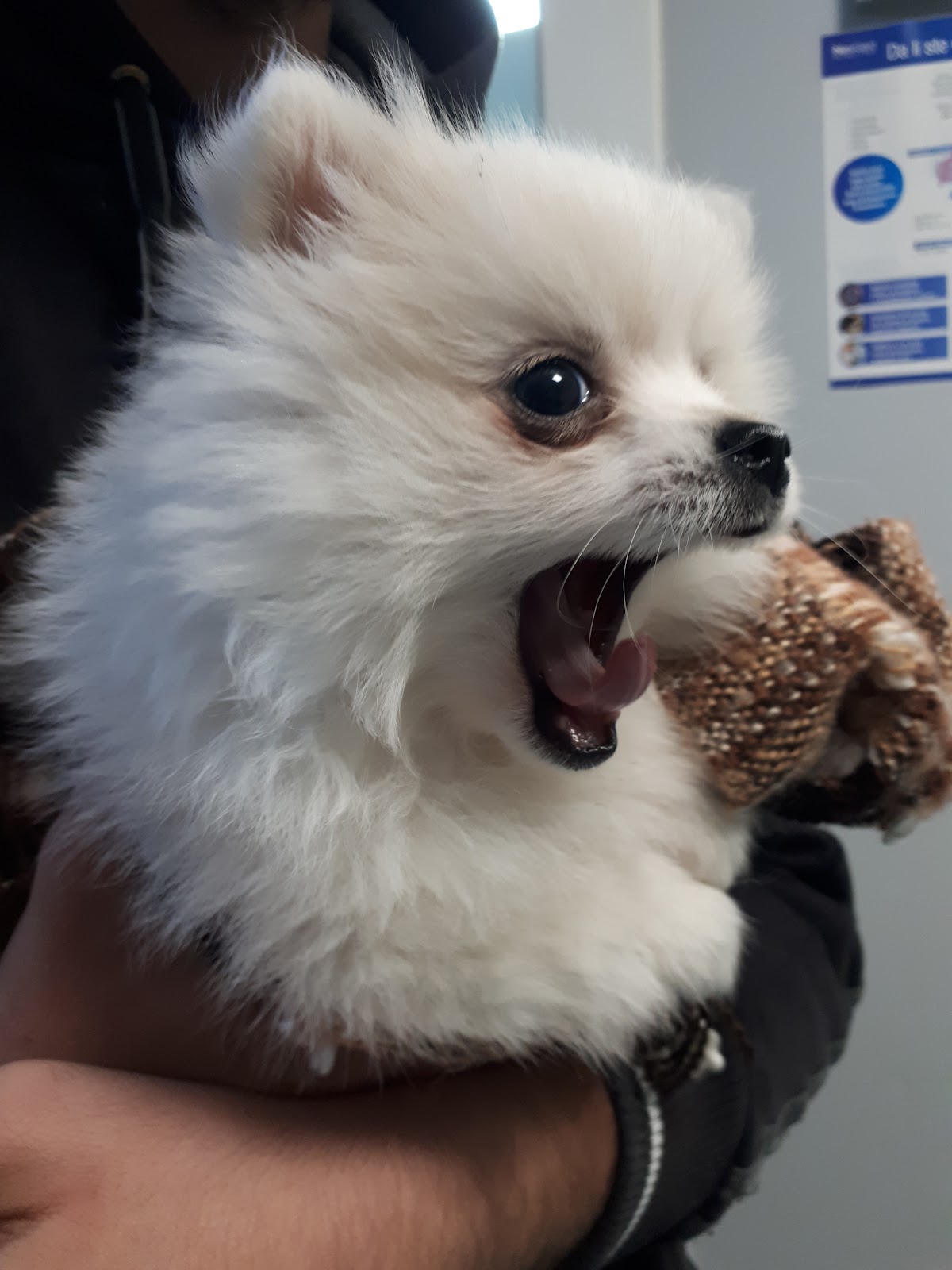 Veterinarska ambulanta "SiriusVET" - Zdravlje u Novom Sadu