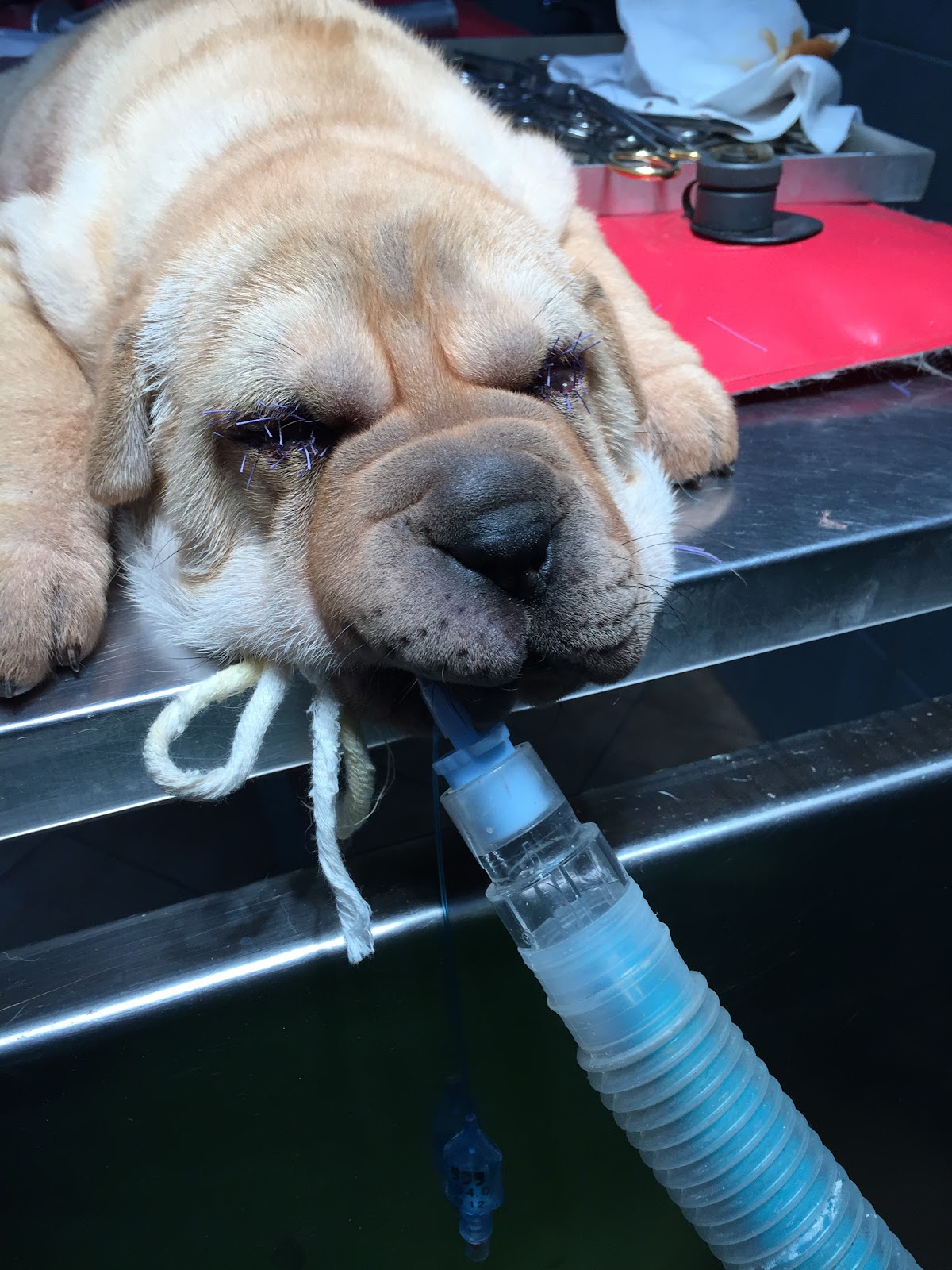 Pet Vet Novi Sad - Zdravlje u Novom Sadu