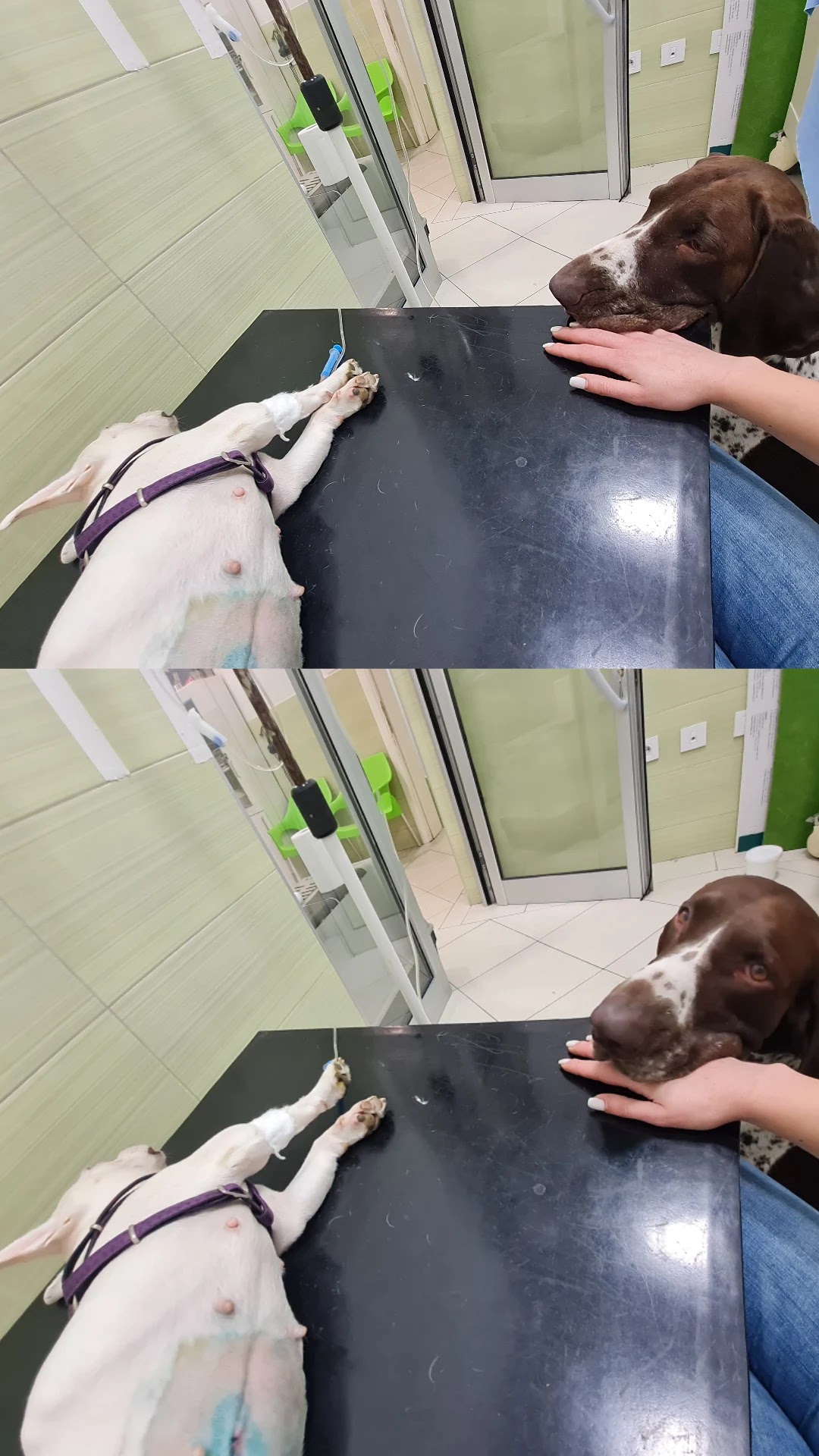 Pet Vet Novi Sad - Zdravlje u Novom Sadu