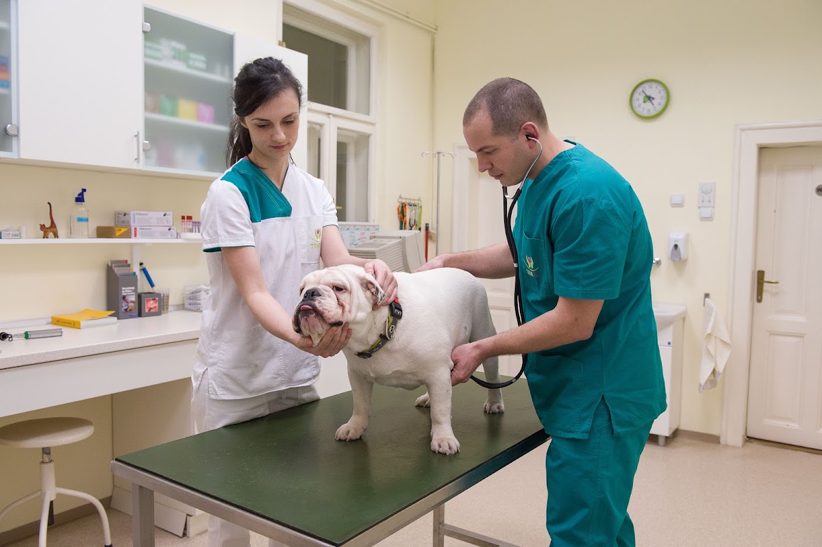 Veterinarska ambulanta TIM Vet - Zdravlje u Novom Sadu