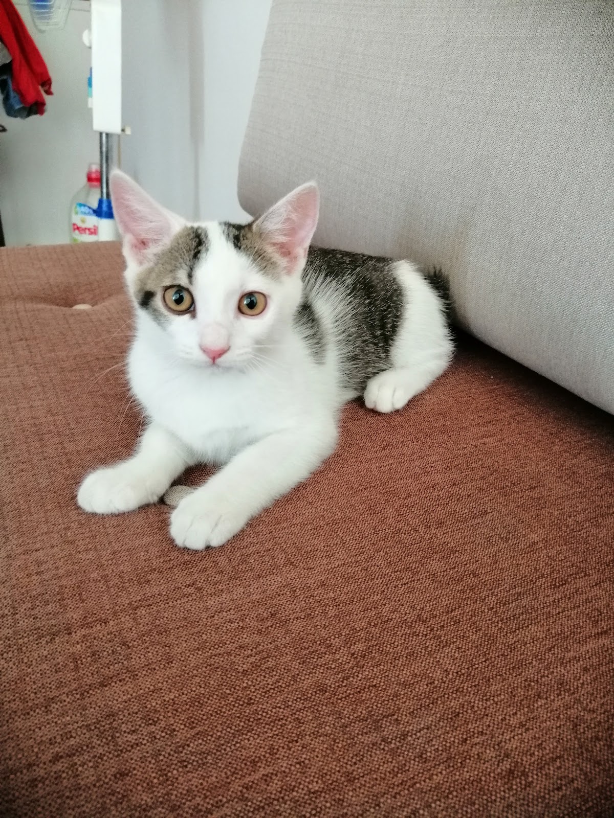 Veterinarska ambulanta TIM Vet - Zdravlje u Novom Sadu