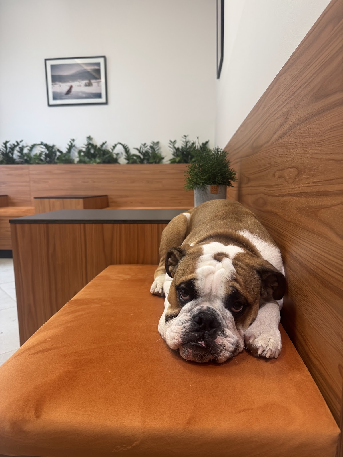 Veterinar Bilja Vet - Zdravlje u Novom Sadu