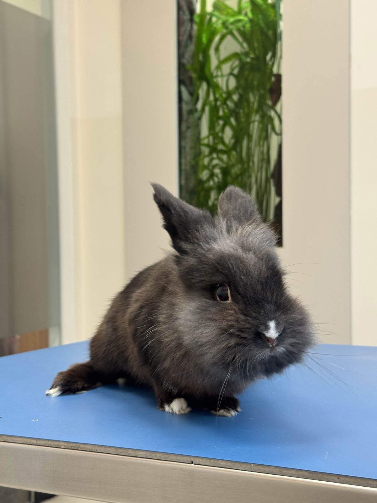 Veterinar Bilja Vet - Zdravlje u Novom Sadu