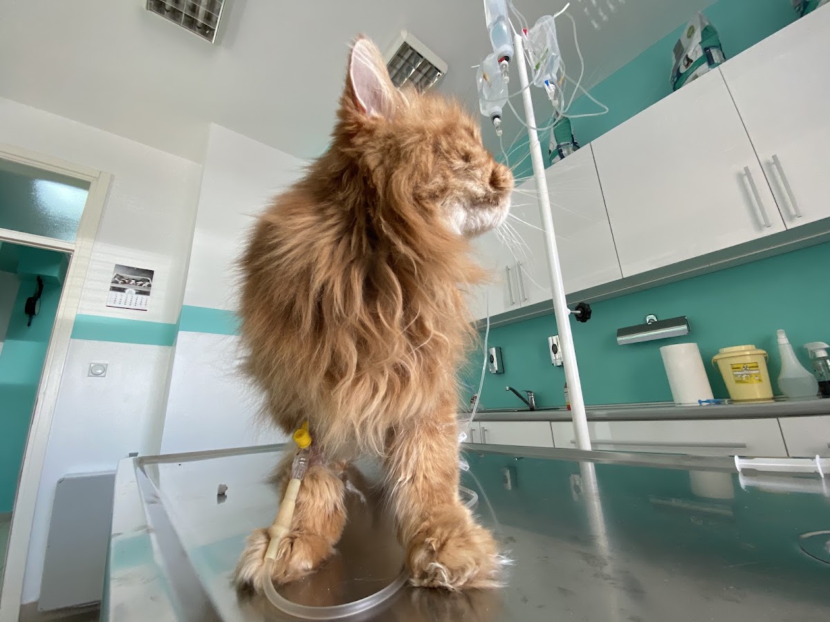 Nojeva barka Vet - Veterinarska ambulanta Novi Sad - Veterinar Novi Sad - Zdravlje u Novom Sadu