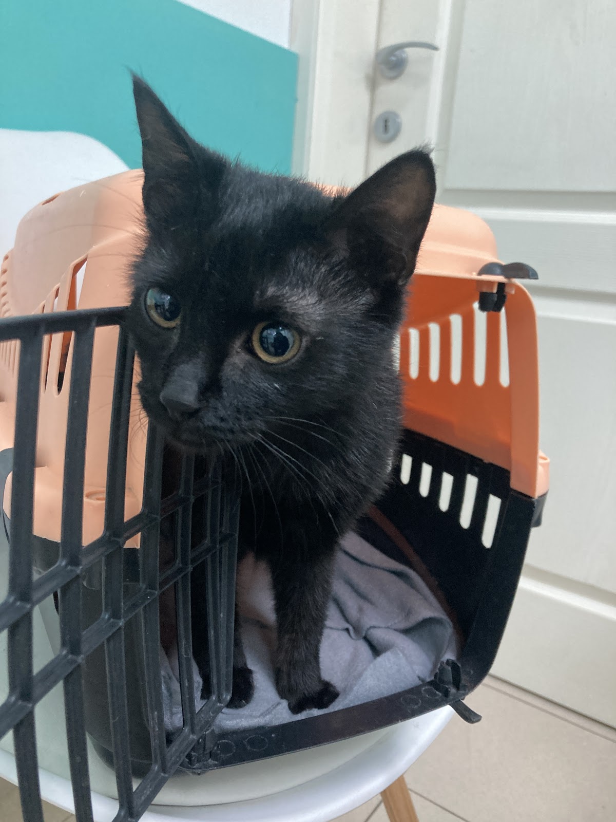 Nojeva barka Vet - Veterinarska ambulanta Novi Sad - Veterinar Novi Sad - Zdravlje u Novom Sadu