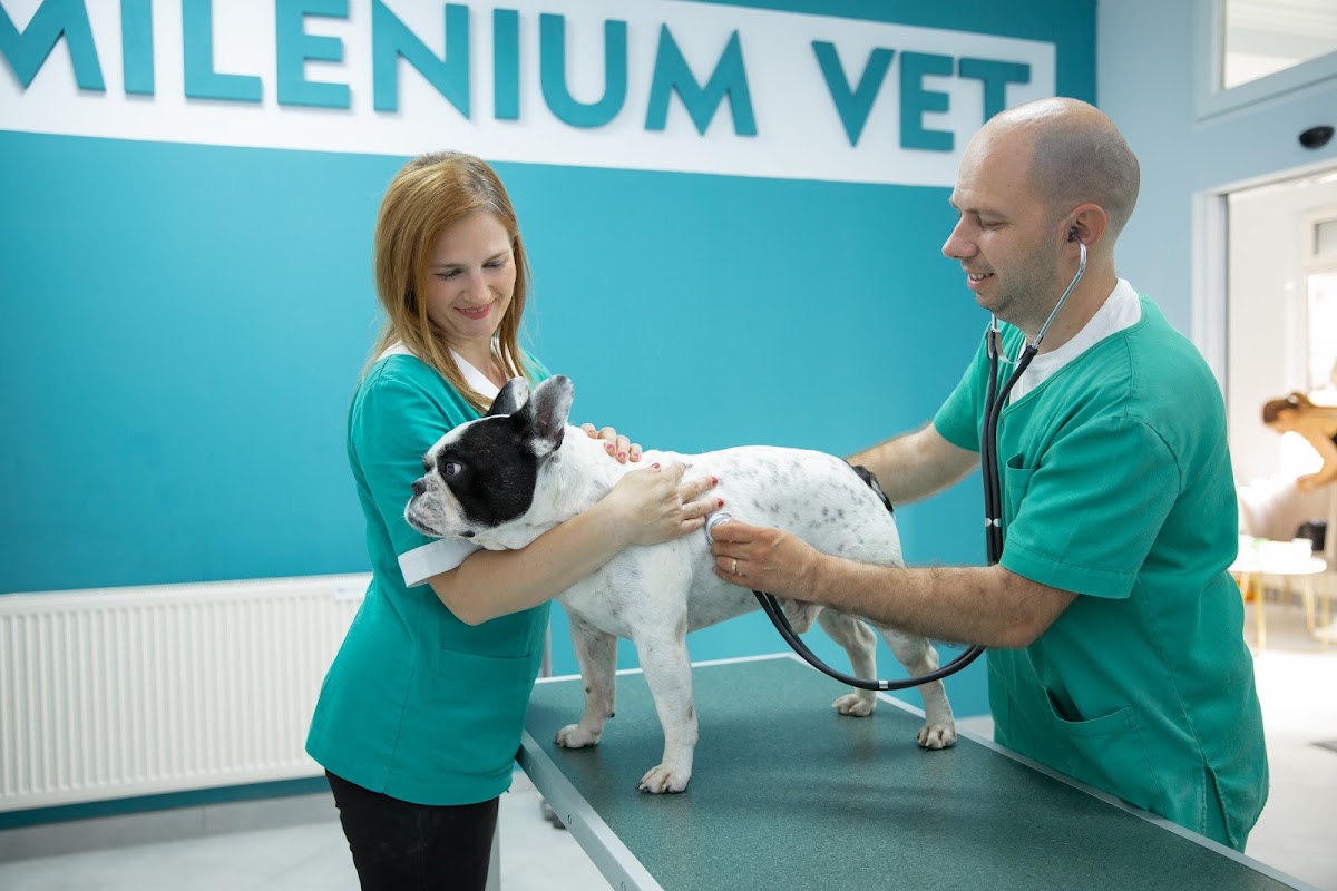 Veterinarska Ambulanta Milenium Vet - Novi Sad - Zdravlje u Novom Sadu