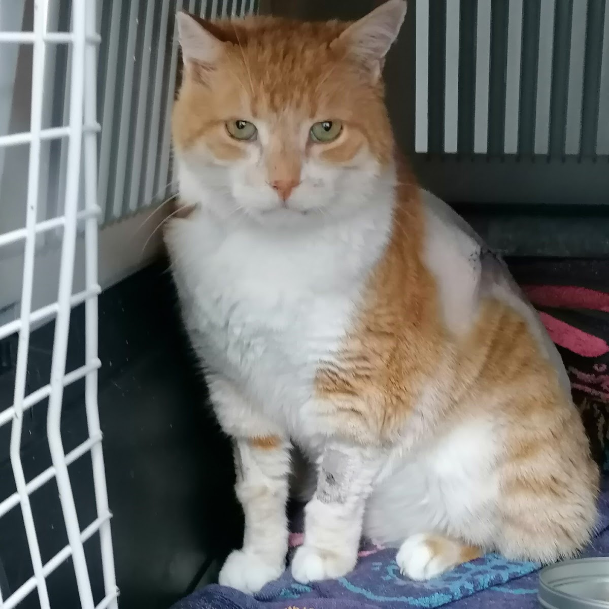 Veterinarska ambulanta Mišić - Zdravlje u Novom Sadu