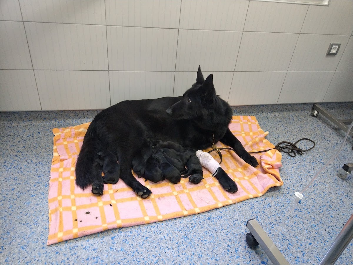 Veterinarska ambulanta Mišić - Zdravlje u Novom Sadu