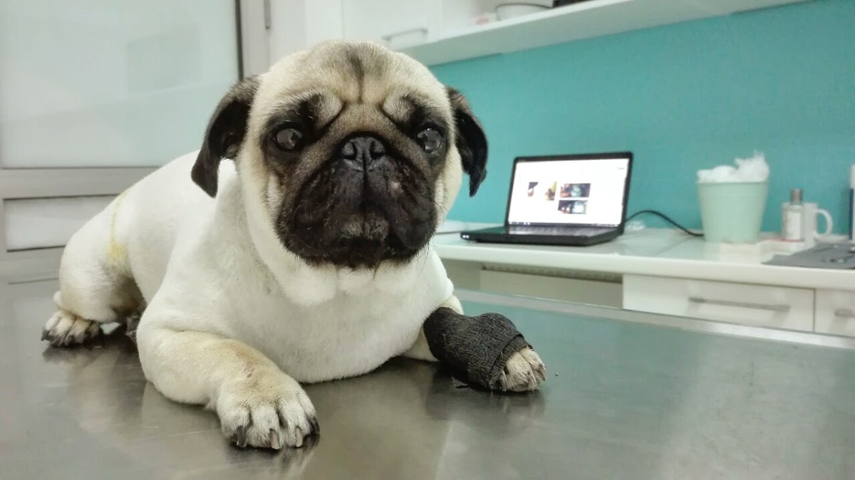 Basna - Veterinarska ambulanta - Zdravlje u Novom Sadu