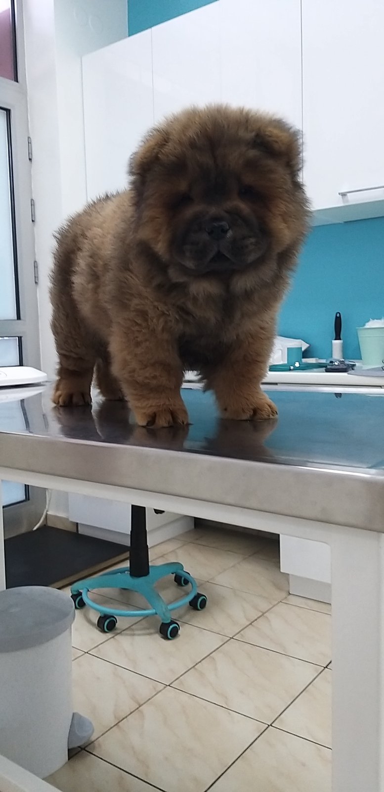 Basna - Veterinarska ambulanta - Zdravlje u Novom Sadu
