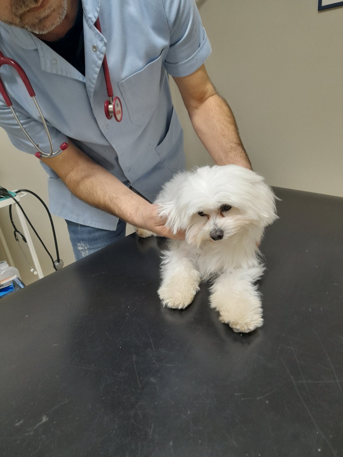 Veterinarska ambulanta Veta Novi Sad - Zdravlje u Novom Sadu