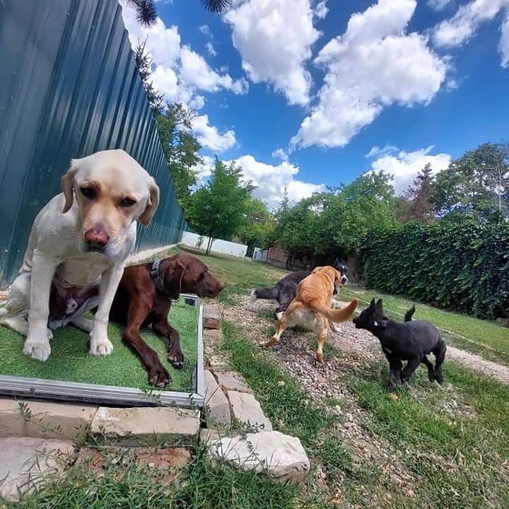 Dog House - Zdravlje u Novom Sadu