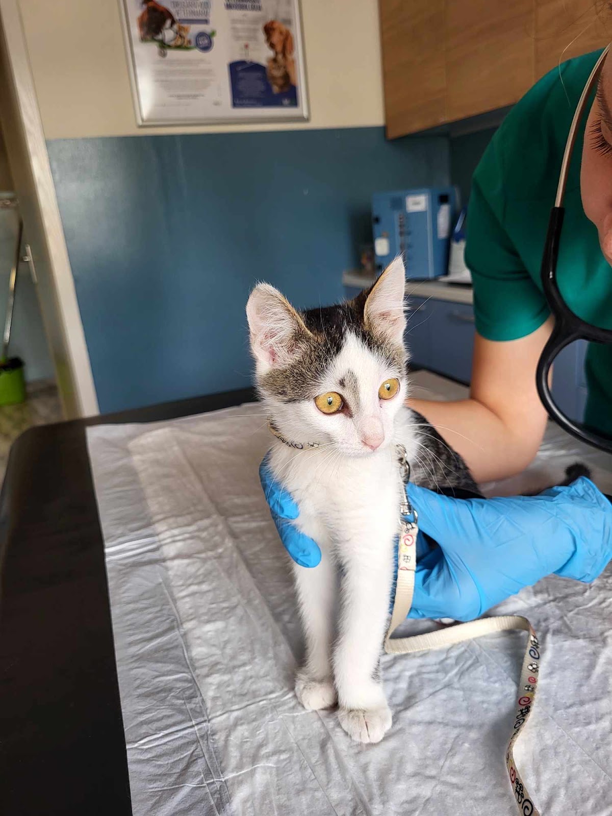 Veterinar Veternik - Darvin veterinarska ambulanta - Zdravlje u Novom Sadu