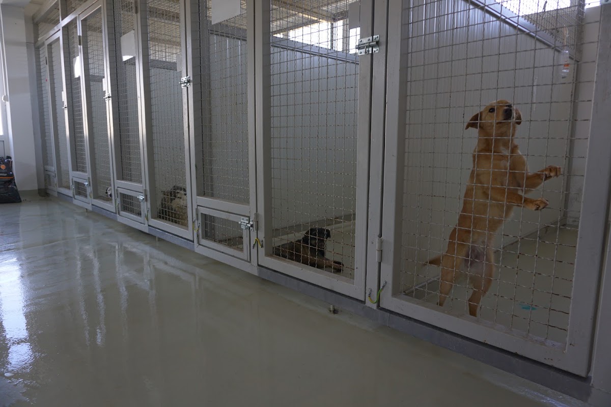 JKP Zoohigijena i Veterina Novi Sad - Zdravlje u Novom Sadu