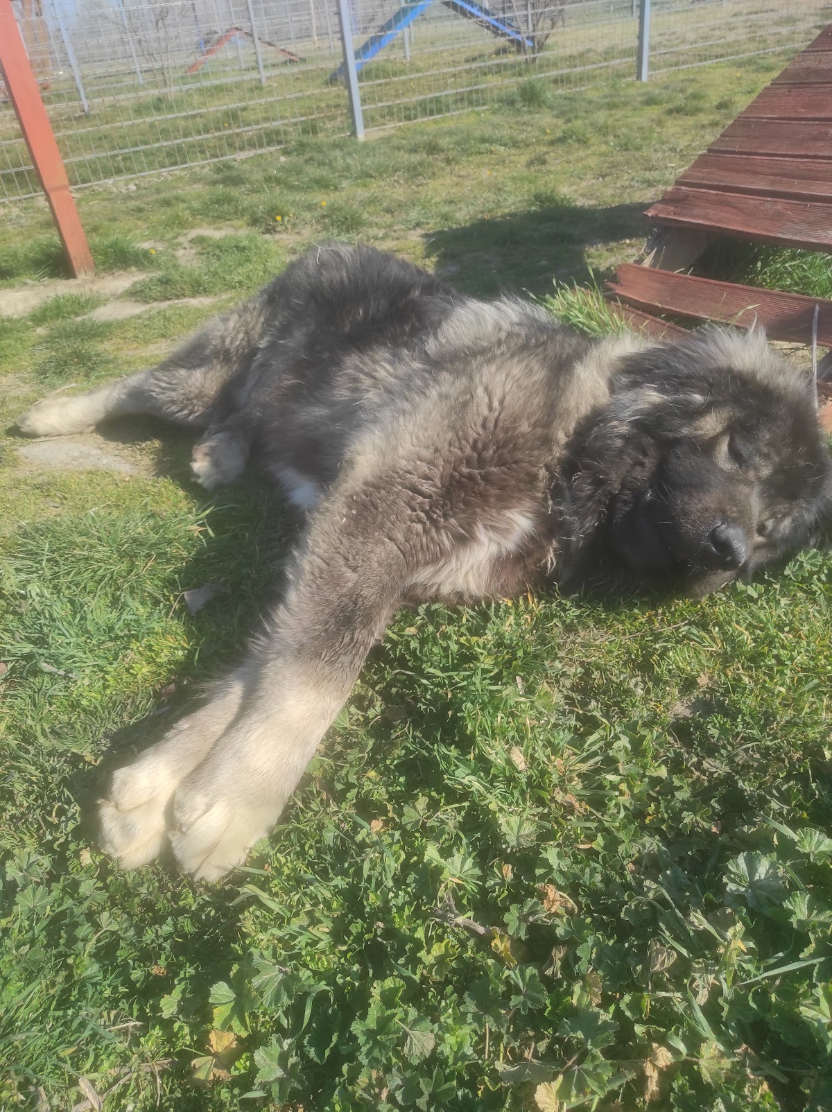 JKP Zoohigijena i Veterina Novi Sad - Zdravlje u Novom Sadu
